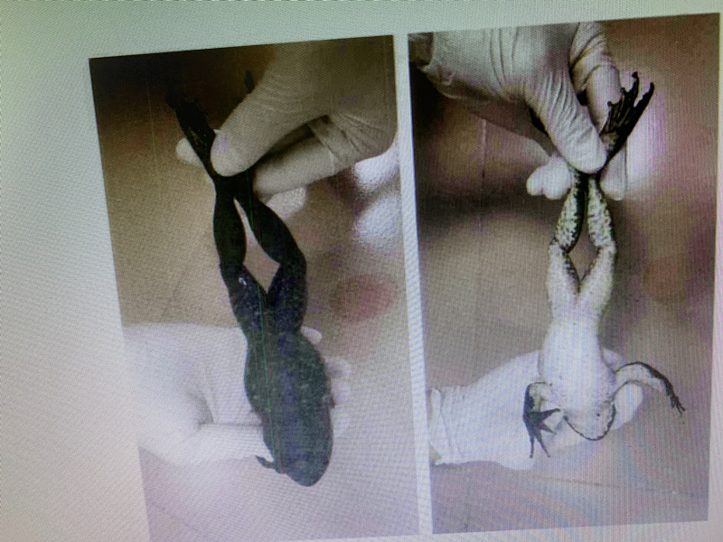 被捕捉的野生动物棘胸蛙.jpg 被捕捉的野生动物棘胸蛙.jpg