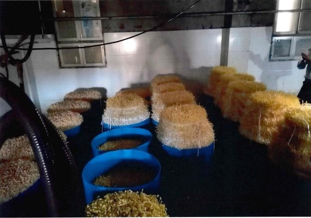 “毒豆芽”作坊.jpg “毒豆芽”作坊.jpg